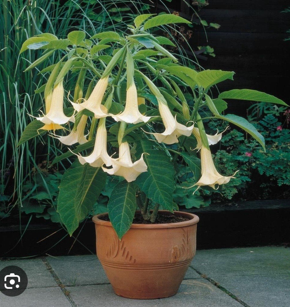 Witte trompetplant scheuten, Tuin en Terras, Ophalen