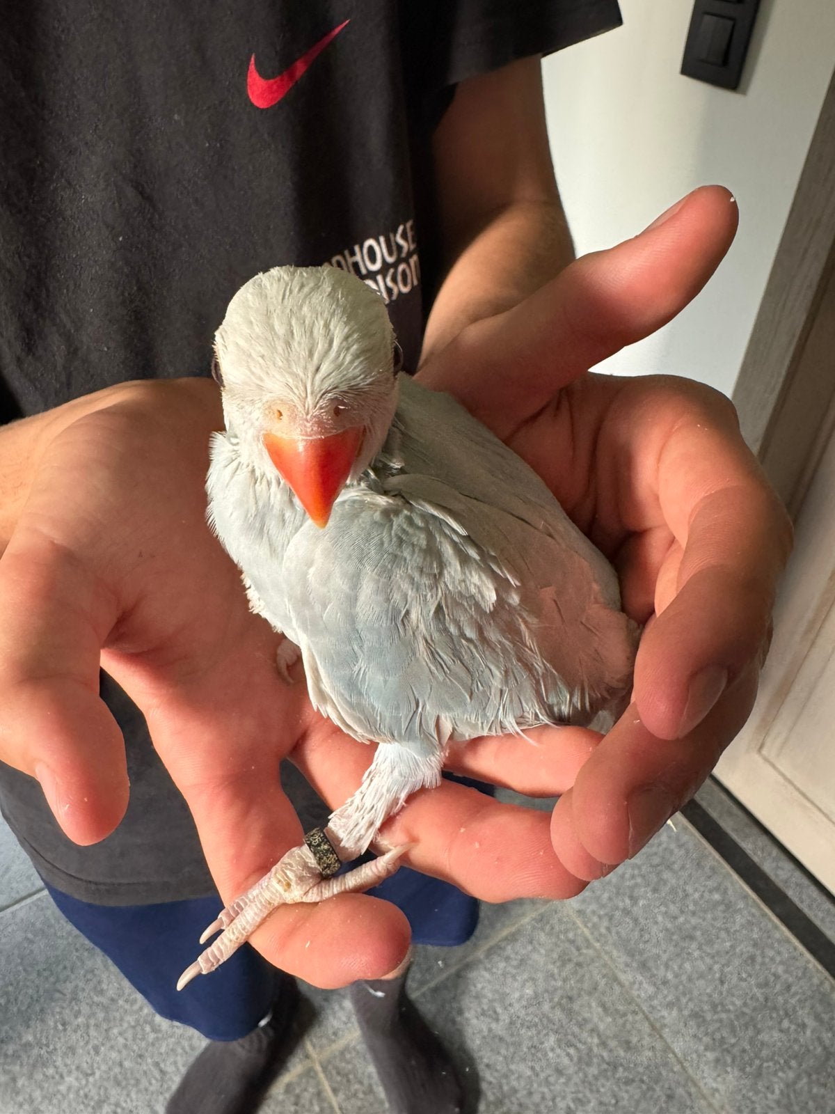 Jonge halsbandparkiet, Dieren en Toebehoren, Tam