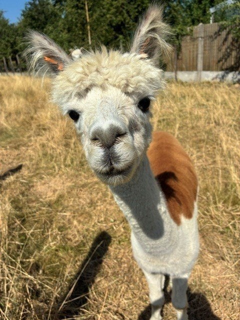 alpaca hengst, Août, Mâle