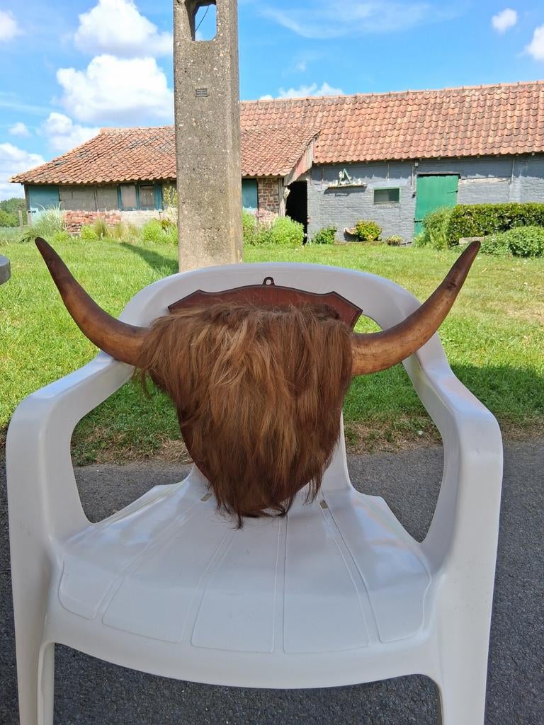 Taxidermie Schotse Hooglander, Ophalen