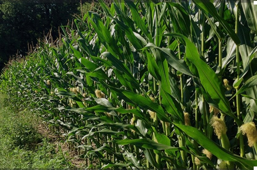 Maïs Ensilage 50 hectares, Articles professionnels, Agriculture | Aliments pour bétail, Enlèvement
