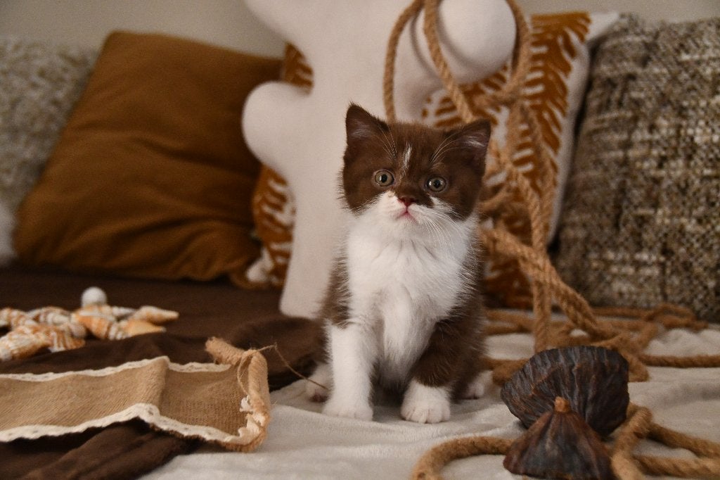 brits korthaar kitten te bespreken, Animaux & Accessoires, Chats & Chatons | Chats de race | Poil ras, Chat, 0 à 2 ans, Avec pedigree