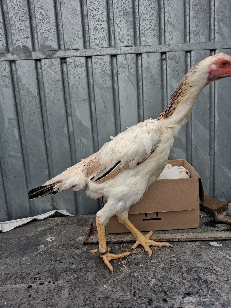 Shamo hen 2026, Dieren en Toebehoren, Pluimvee