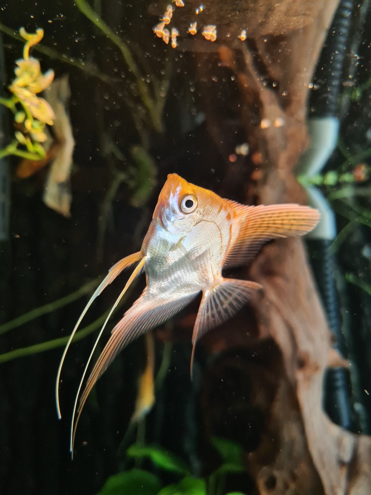Poisson-ange, Animaux & Accessoires, Reptiles & Amphibiens