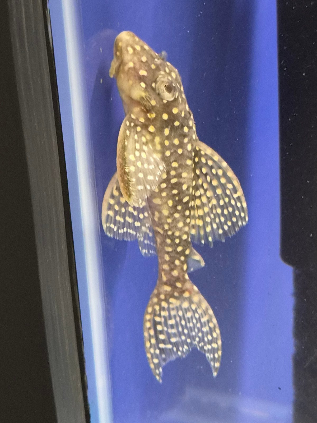 Kweekgroep L136C Low en medium garde, Animaux & Accessoires, Poisson