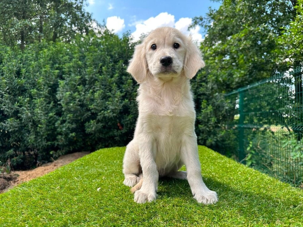 Golden Retriever pups, Dieren en Toebehoren, Golden retriever, België, 8 tot 15 weken, CDV (hondenziekte)