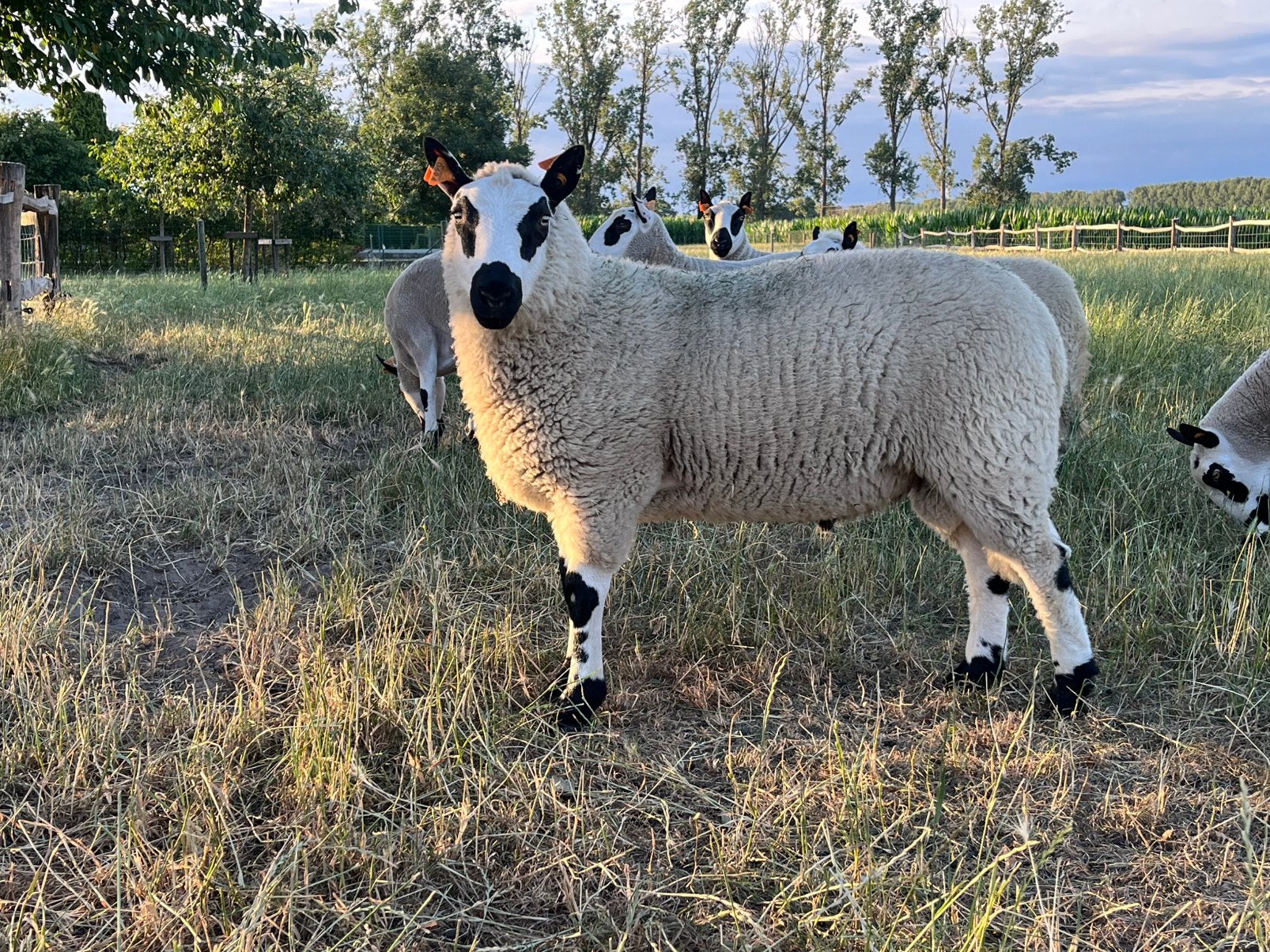 Kerry Hill ram lam, Dieren en Toebehoren, Mannelijk, Schaap, 0 tot 2 jaar
