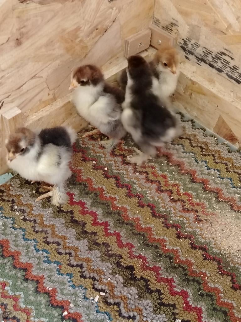 Brahma porselein kuikens, Dieren en Toebehoren, Geslacht onbekend, Kip