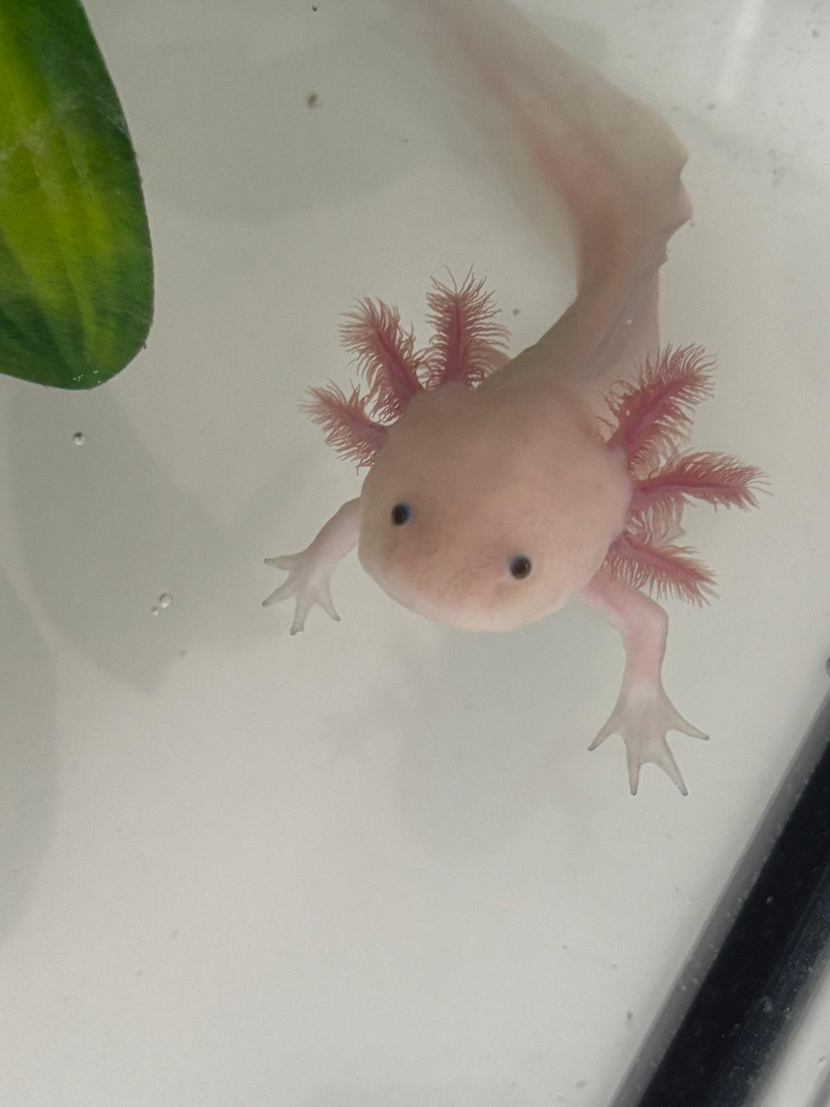 Axolotl (man), Animaux & Accessoires, Reptiles & Amphibiens, Amphibien, 0 à 2 ans