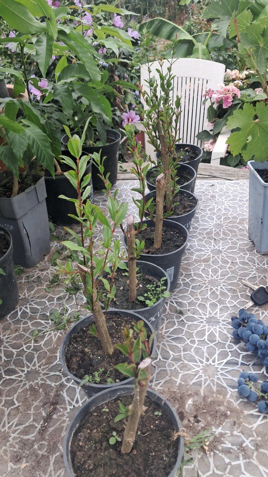 boutures grenadiers, Jardin & Terrasse, Plantes | Arbres, Enlèvement