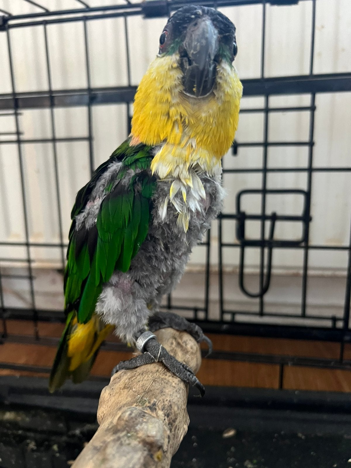 (NL) Lieve zwartkop caique papegaai, Dieren en Toebehoren, Geslacht onbekend, Papegaai, Pratend