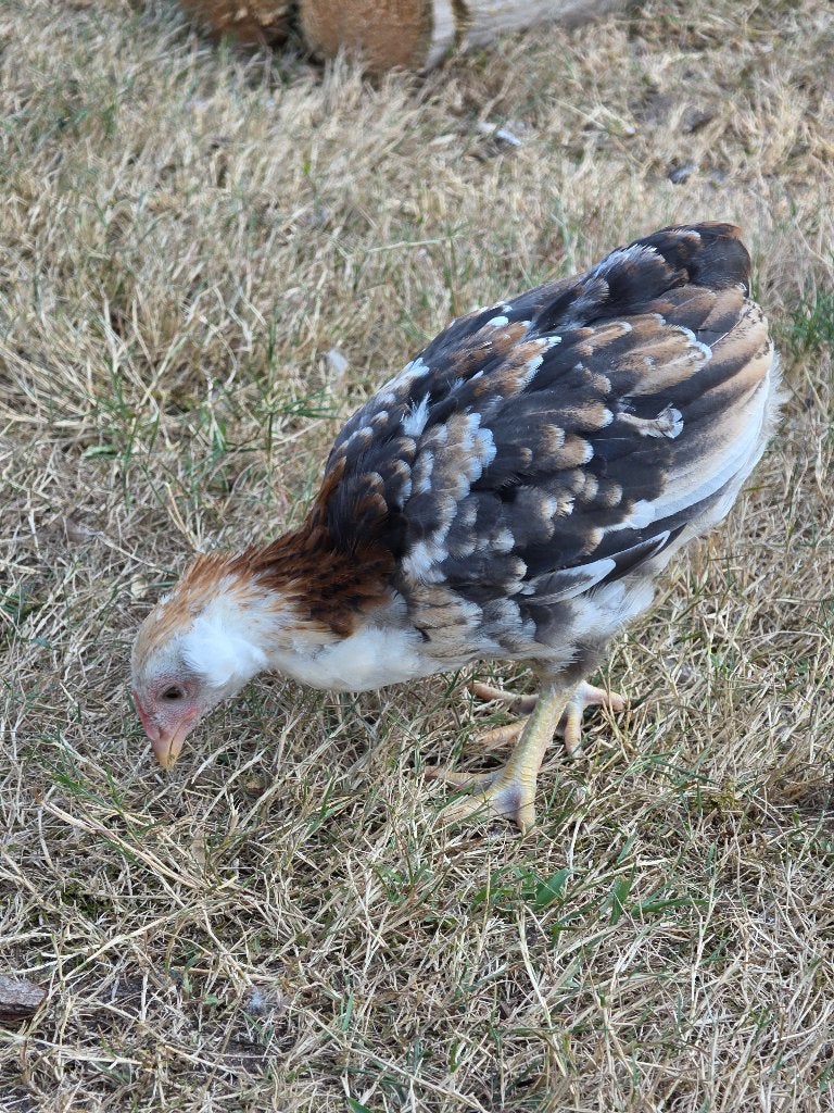 Araucana haantjes tarwe, Dieren en Toebehoren, Pluimvee