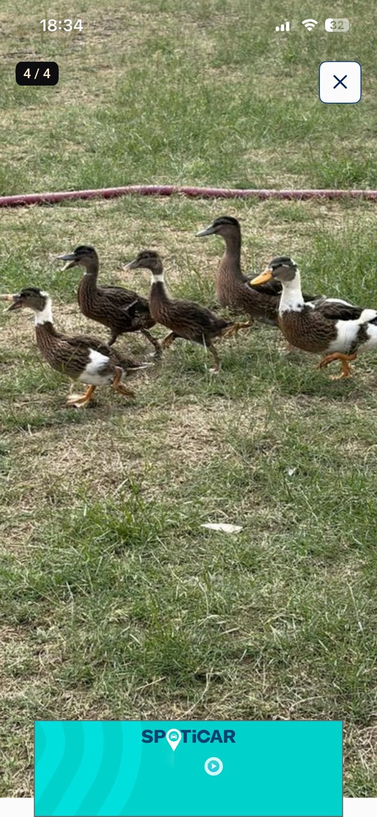 Wilde eenden, Dieren en Toebehoren, Pluimvee