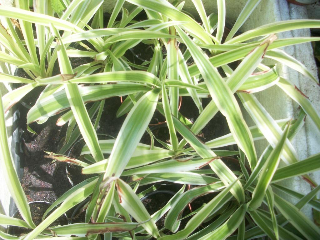 Chlorophytum of graslelie planten en andere planten, Huis en Inrichting, Kamerplanten, Ophalen, Overige soorten, Halfschaduw, In pot