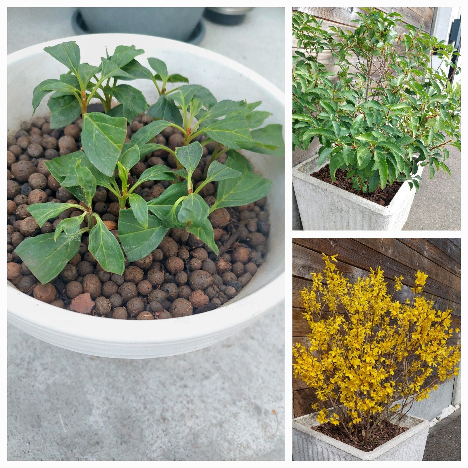 Pot boutures Forsythia, Enlèvement