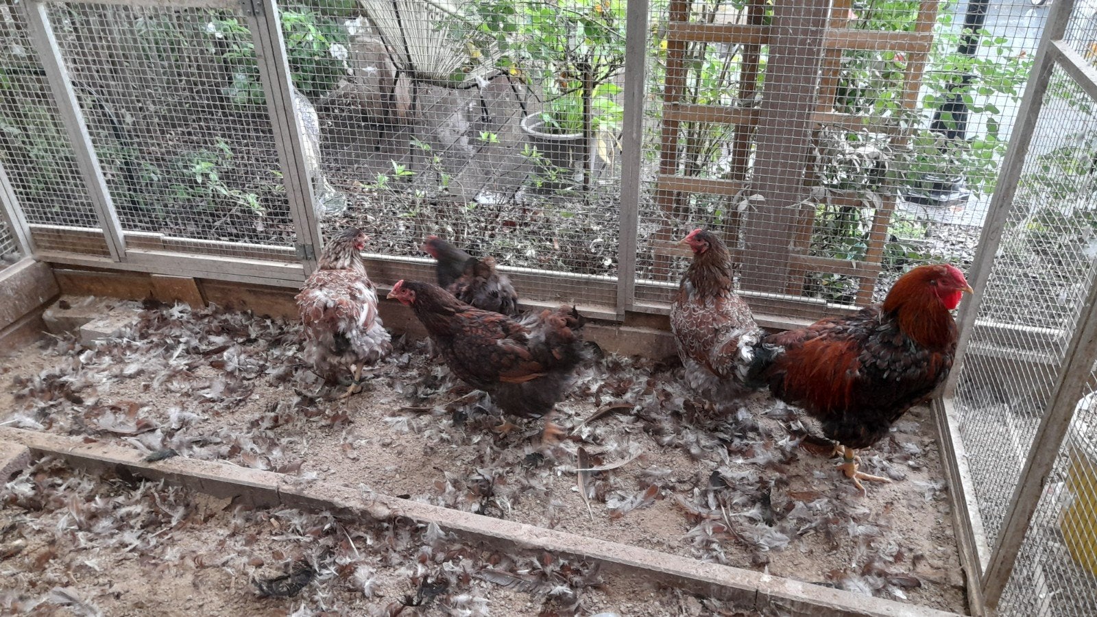 kweektoom  wyandotte groothoender, Dieren en Toebehoren