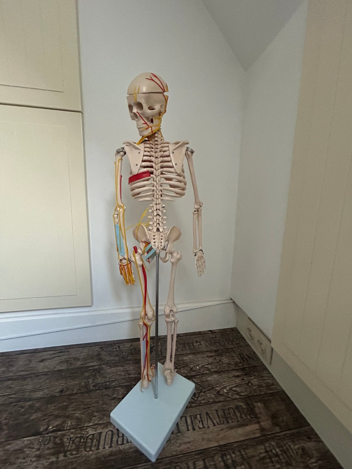 Skelet Anatomie, Diversen, Ophalen, Zo goed als nieuw