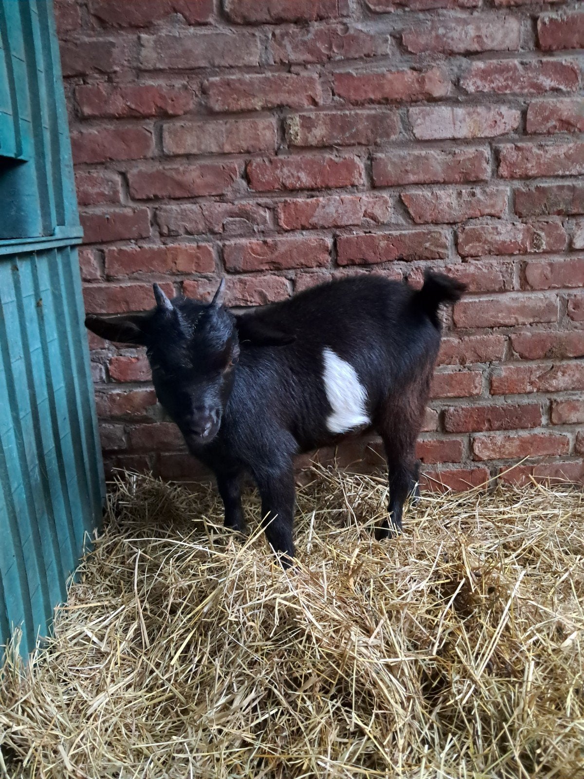 jong dwerggeitje mieke, Dieren en Toebehoren