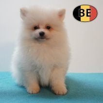 Spitz à vendre - Un petit nuage blanc au regard pétillant, 15 semaines à 1 an, Commerçant, Loulou, Chien (mâle)