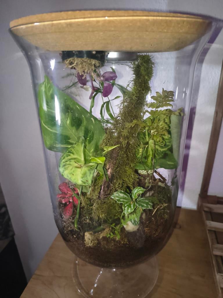 Groot plantenterrarium met kurken deksel, Enlèvement