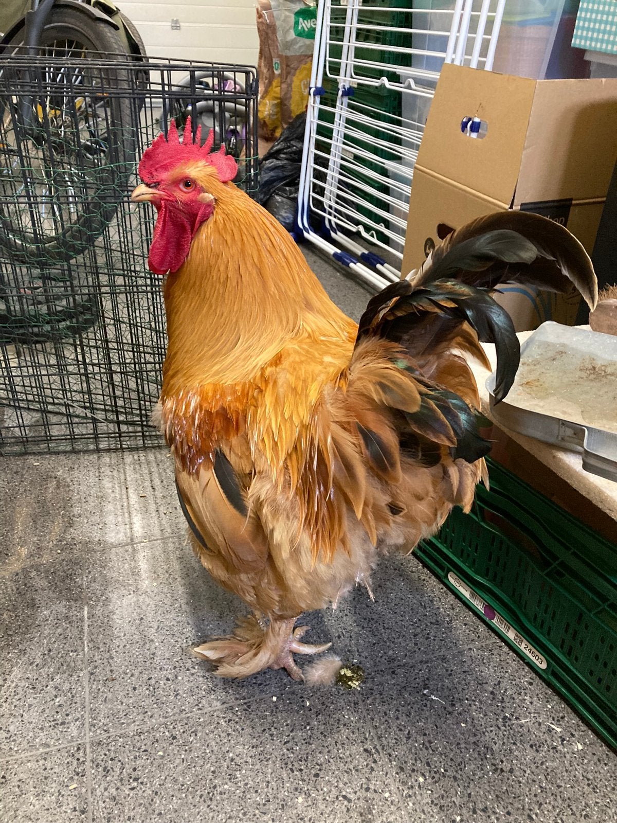 Lieve haan zoekt nieuwe thuis, Mâle, Poule ou poulet