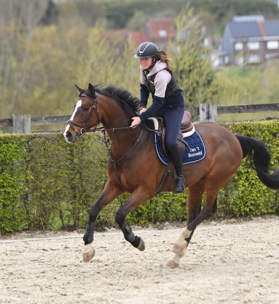 Ruin 10j ervaring op jumping niveau 130, Springpaard, Ruin, 7 tot 10 jaar, 165 tot 170 cm