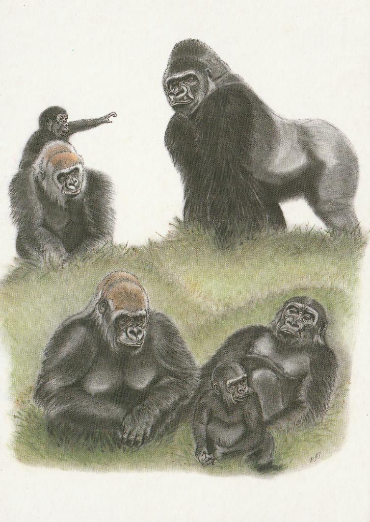 GORILLA'S  in  JERSEY  ZOO, Verzamelen, Postkaarten | Dieren, Verzenden, Ongelopen, Wild dier