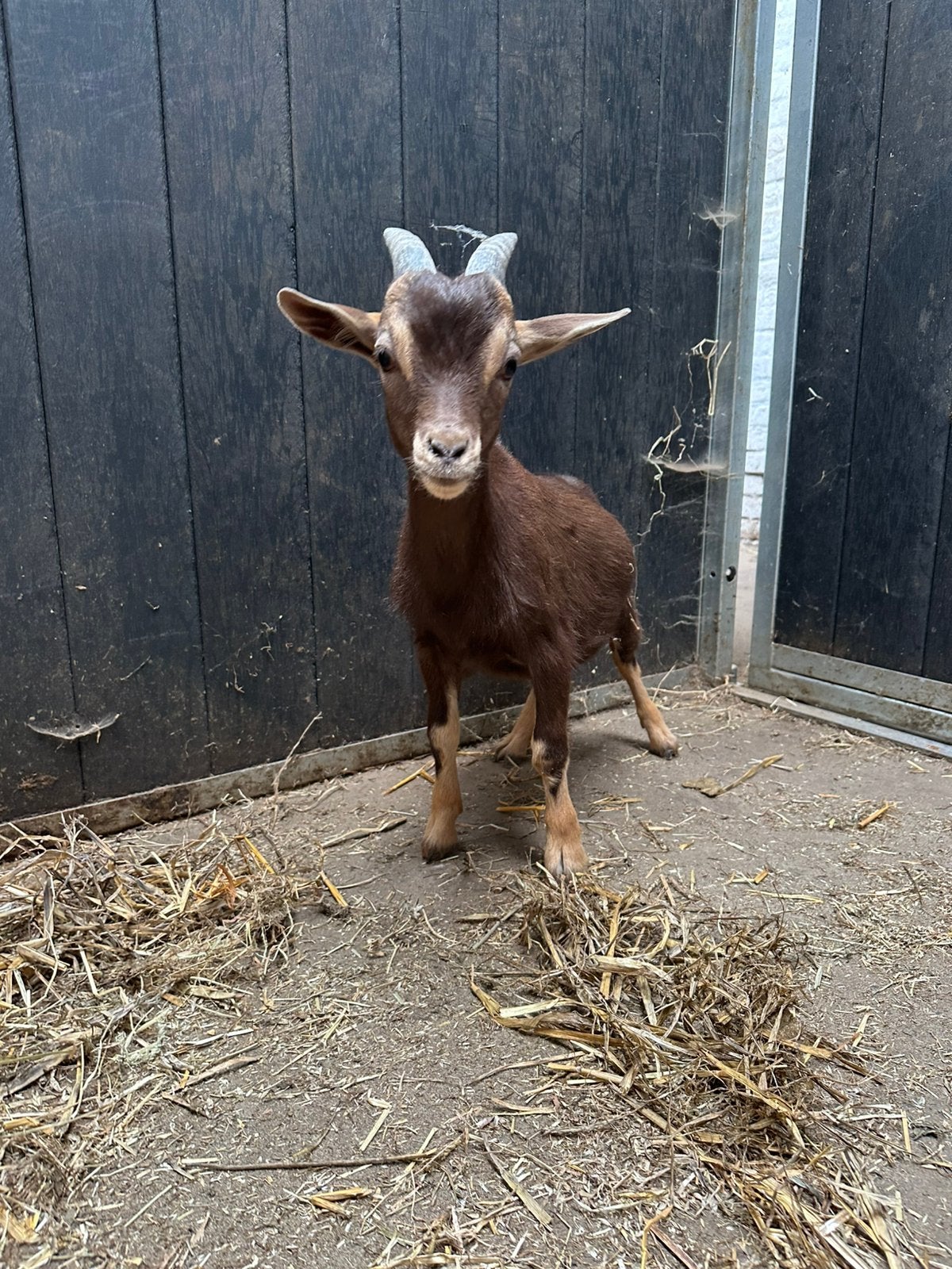 Geitje, Dieren en Toebehoren, Mannelijk, Geit, 0 tot 2 jaar