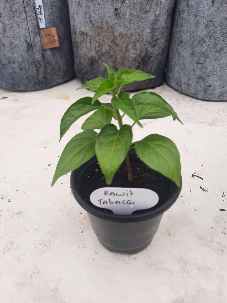 Tabasco rawit plant, Tuin en Terras, Ophalen