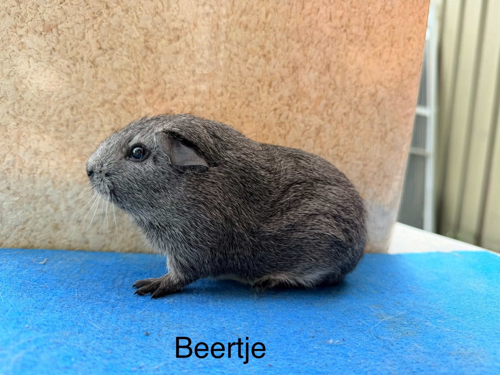 2 zilveragouti beertjes, Animaux & Accessoires, Rongeurs, Juillet, Mâle, Cobaye