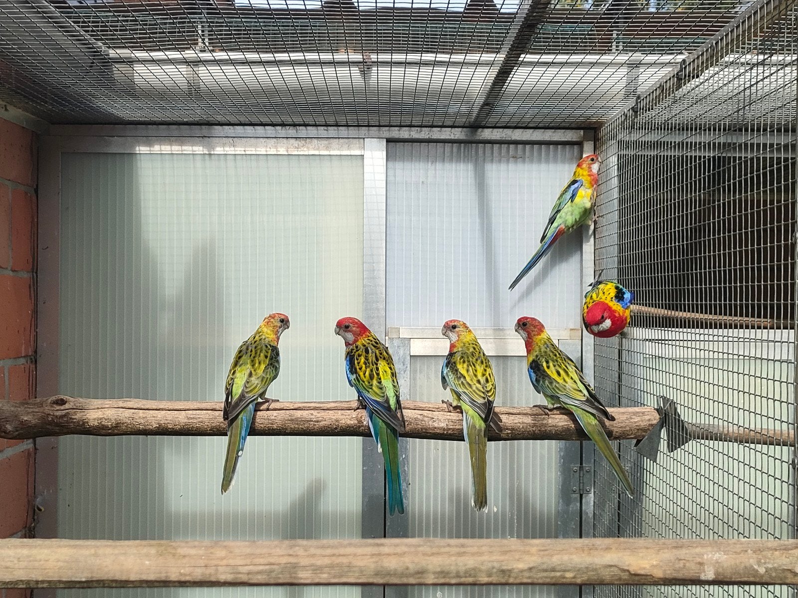 rosella, Dieren en Toebehoren, Meerdere dieren, Parkiet