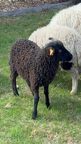 Jonge Skudde rammetjes te koop, Mannelijk, Schaap, 0 tot 2 jaar