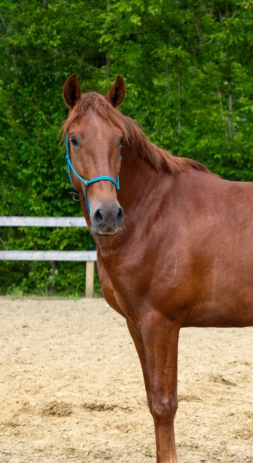 Recreatiepaard, Dieren en Toebehoren, Paarden, Met stamboom, Ruin, 3 tot 6 jaar, 160 tot 165 cm