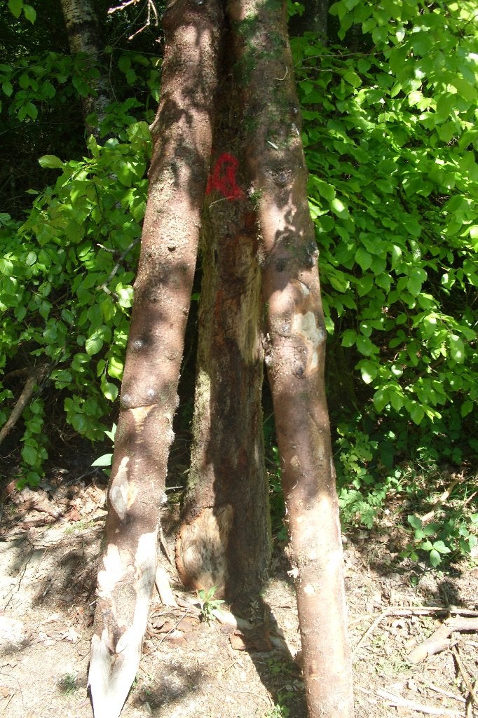 Piquet  épicéa, Enlèvement, Neuf, Bois, Autres types