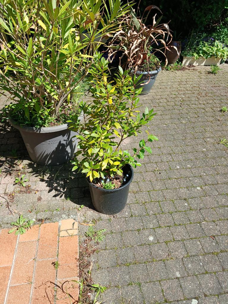 Laurier boompje, Tuin en Terras, Ophalen