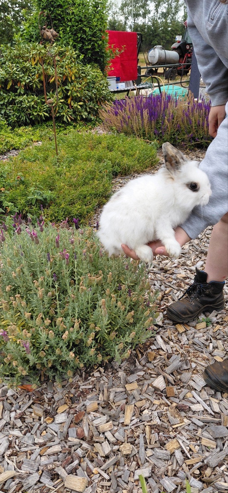 Konijnen, Dieren en Toebehoren, Konijnen