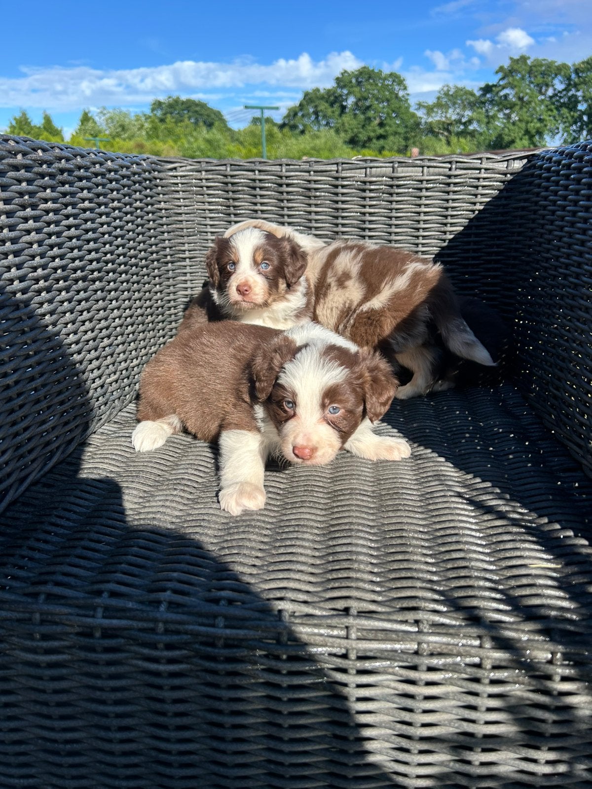 Border Collie, Animaux & Accessoires, Chiens | Retrievers, Épagneuls & Chiens d'eau, Hépatite contagieuse (maladie de Rubarth)