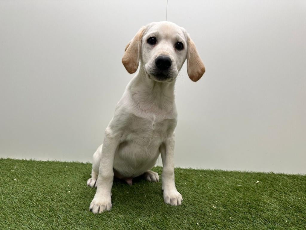 Chiots adolescents Labrador Retriever, 15 semaines à 1 an, Hépatite contagieuse (maladie de Rubarth), Éleveur | Professionnel
