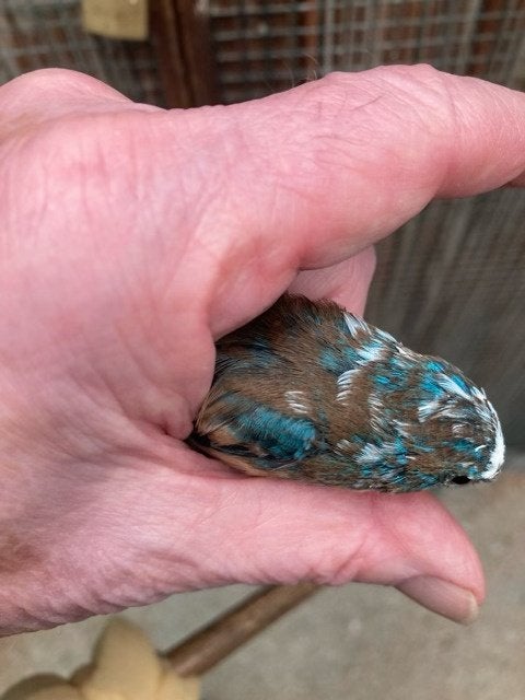 Bonte lazuli vink man, Dieren en Toebehoren, Mannelijk, Wildzangvogel, Geringd