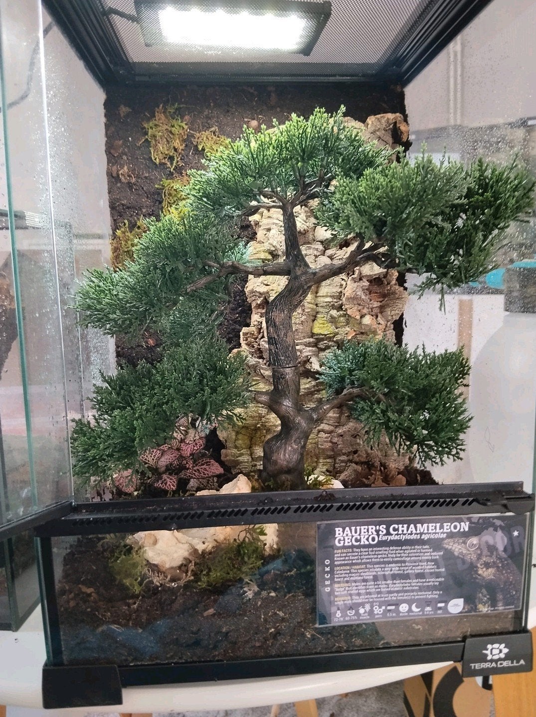 Koppel Eurydactylodes agricolae + ingericht terrarium, Lézard, Avec terrarium, 0 à 2 ans