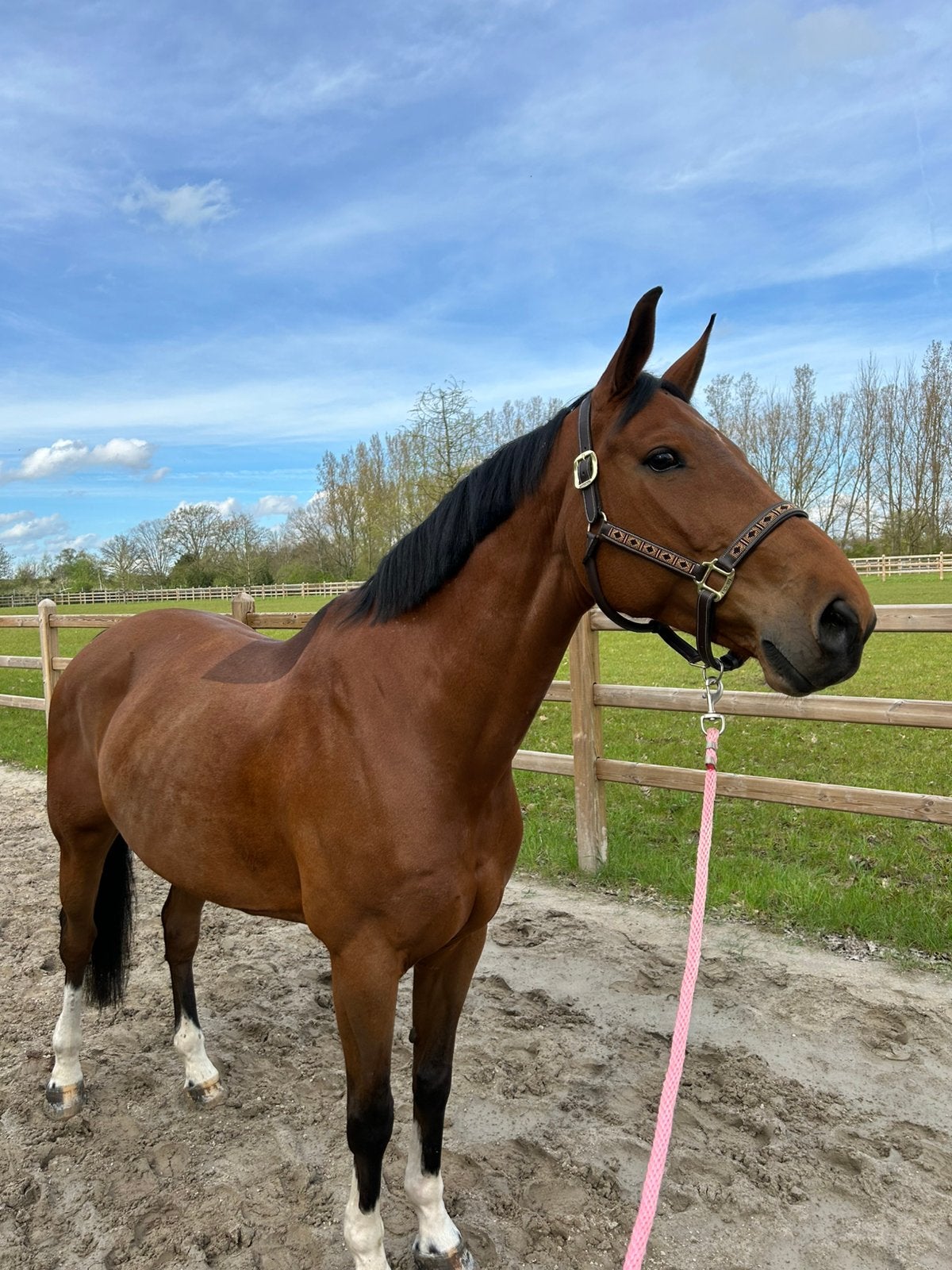 Paard te koop, Jument, Cheval de saut