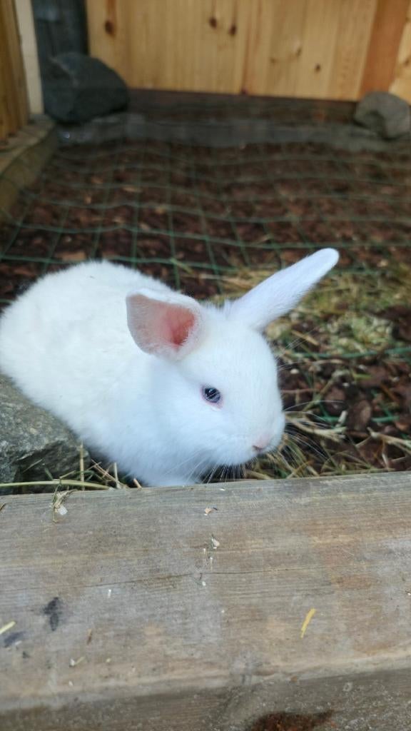 4 kleine Konijntjes 8/10weken oud, Dieren en Toebehoren, Konijnen