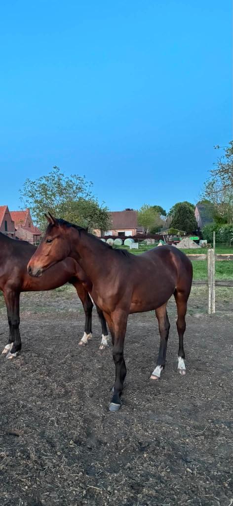 Jaarling hengst Camillo van Terwest, Avec pedigree, Étalon, 0 à 2 ans, Non dressé