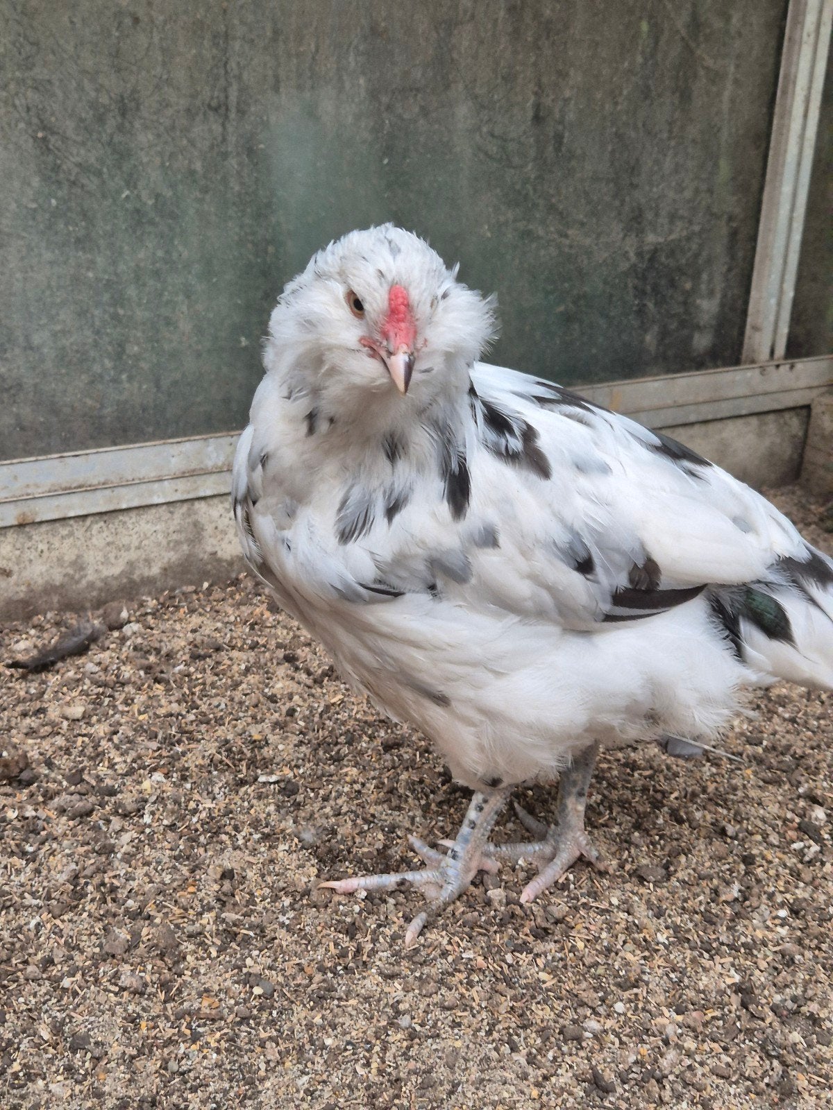 ameraucana ermine haantjes, Meerdere dieren, Kip