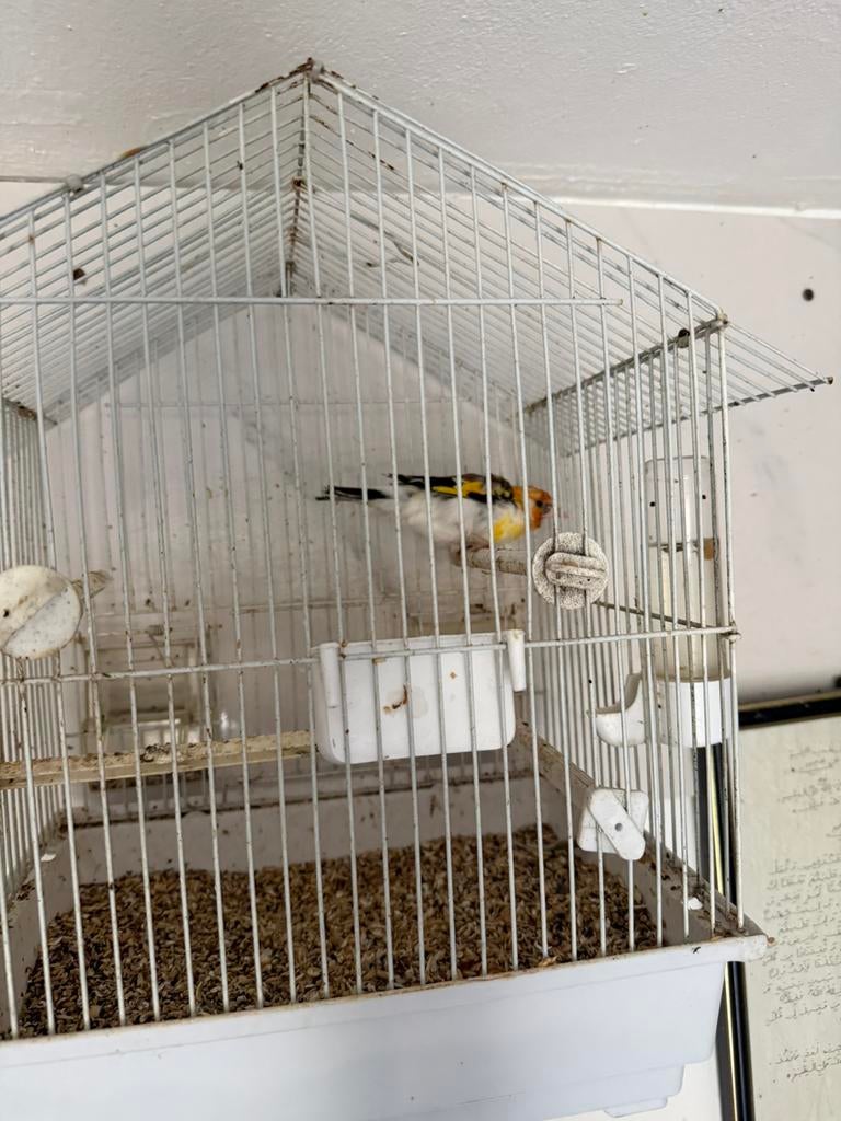 Kardonel volgeltje, Dieren en Toebehoren, Vogels | Kanaries