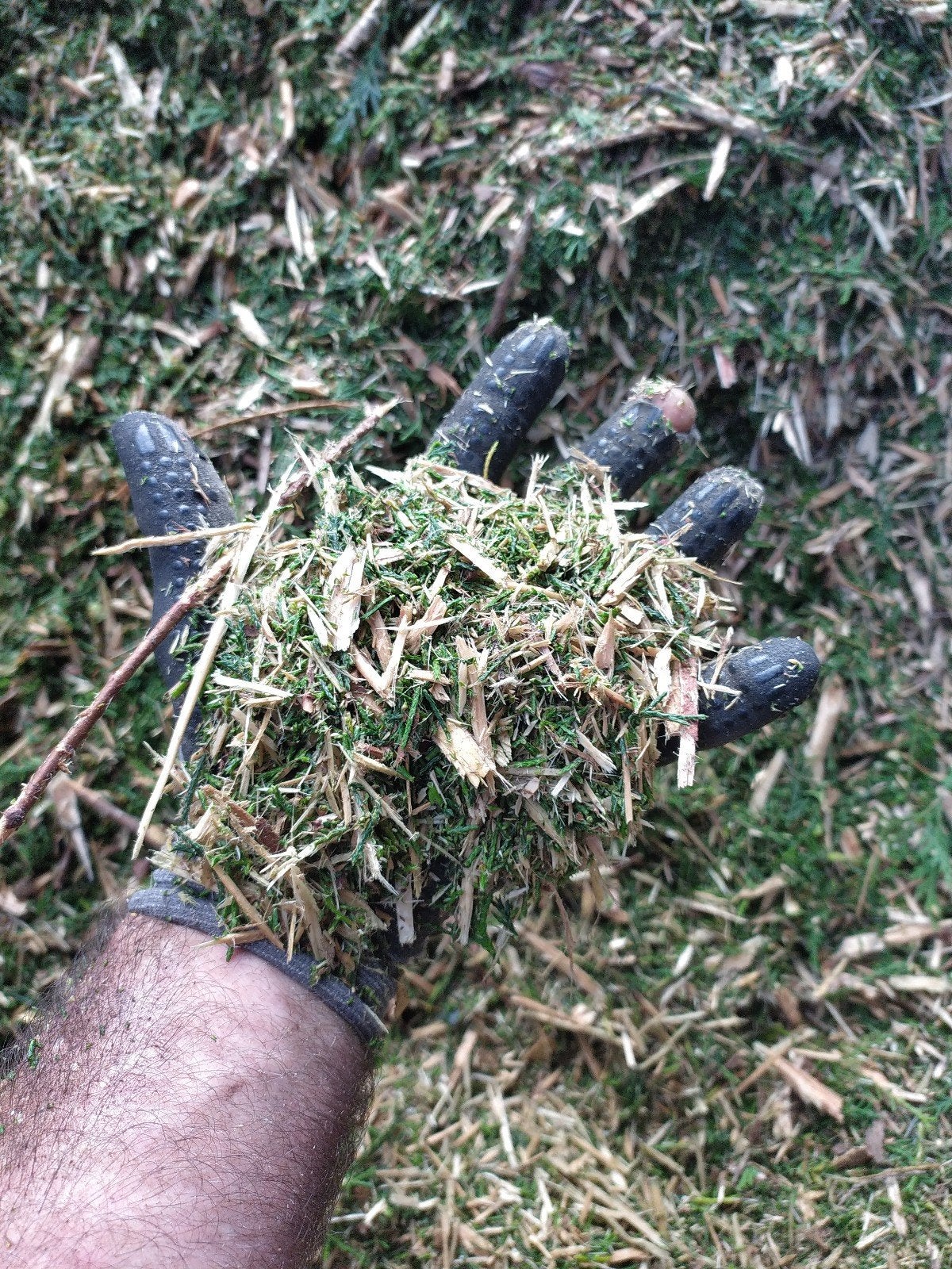 Snippers van coniferen, Ophalen