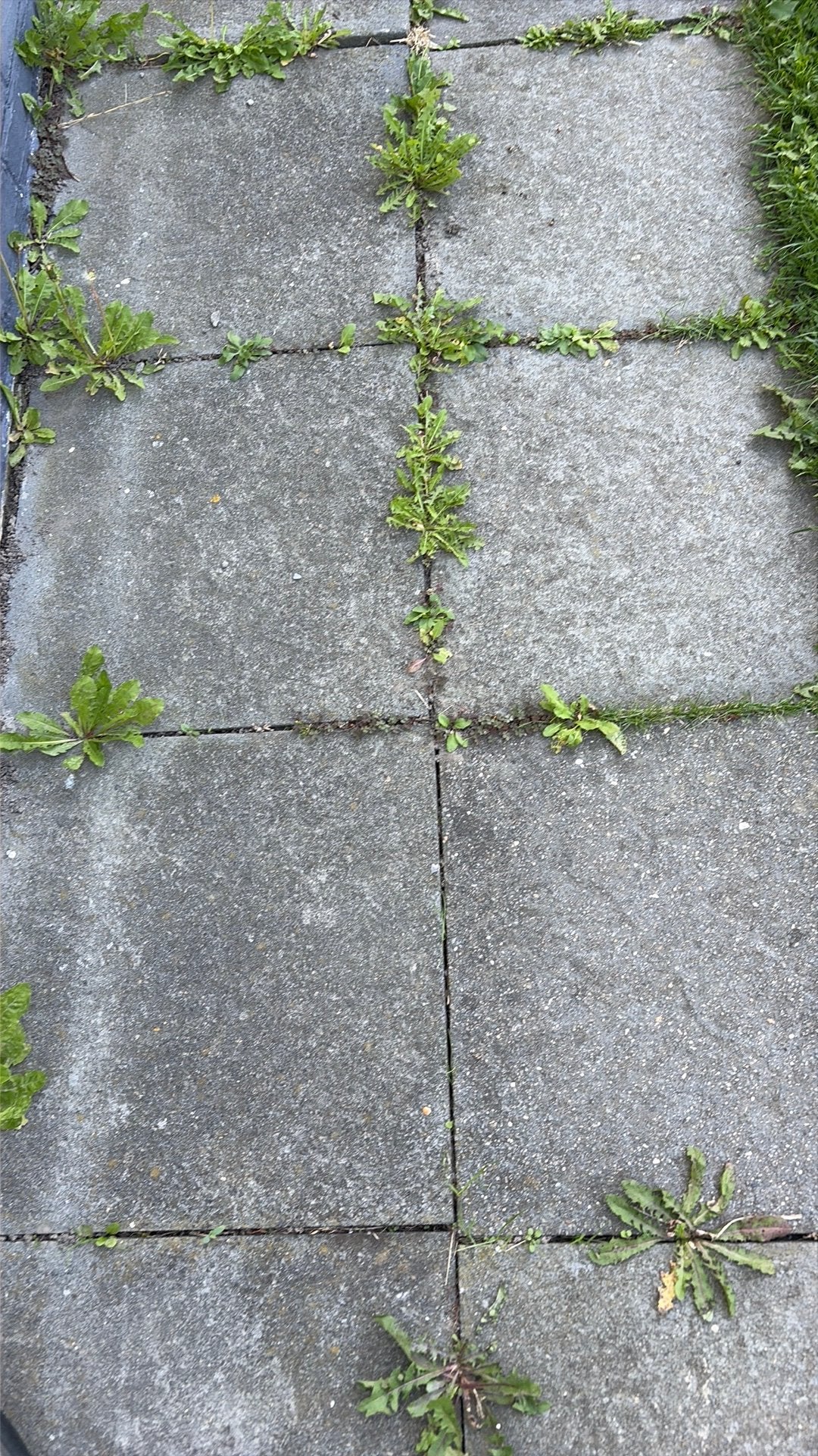 Gratis betondallen donkergrijs 50x50, Jardin & Terrasse, Béton, Enlèvement, Utilisé, Autres types