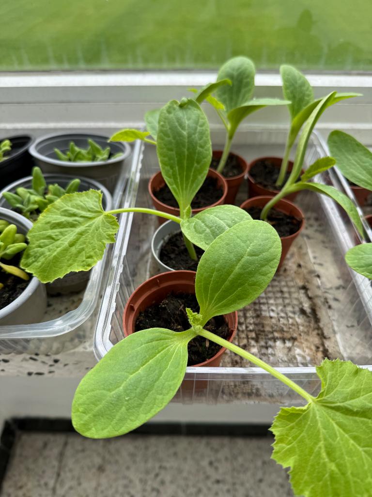 Groenteplantjes, Jardin & Terrasse, Plantes | Jardin, Annuelle, Plantes potagères, Enlèvement