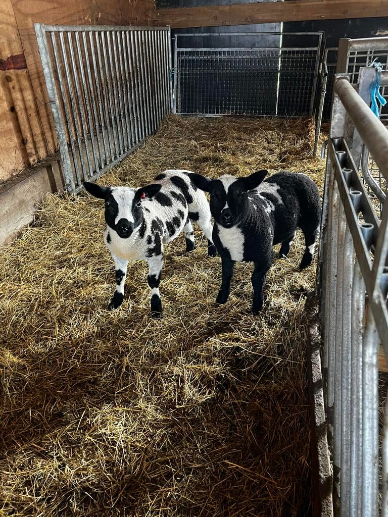 1jarige baggerbonte ooi met 2 boklammeren, Dieren en Toebehoren, Schapen, Geiten en Varkens, Schaap, Meerdere dieren, 0 tot 2 jaar