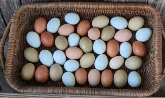 3 raszuivere hanen kleurleggers, olijfleggers, easter eggers, Dieren en Toebehoren, Pluimvee, Mannelijk, Kip